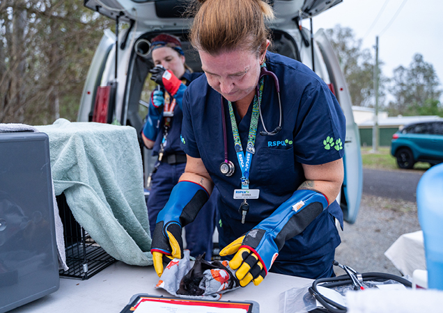 An RSPCA Rescue Officer examining injured bats.
